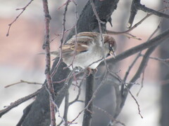 Passer domesticus