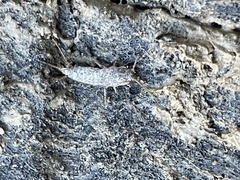 Allacrotelsa spinulata