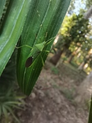 Homoeocerus bipunctatus