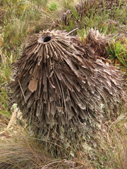 Espeletia rabanalensis