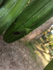 Homoeocerus bipunctatus