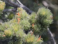 Adenanthos sericeus