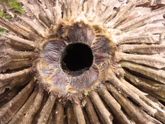 Espeletia rabanalensis