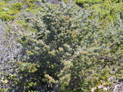 Adenanthos sericeus