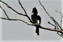 Bycanistes bucinator