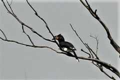 Bycanistes bucinator