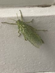 Physemacris variolosa