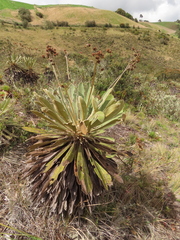 Espeletia rabanalensis