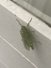 Physemacris variolosa