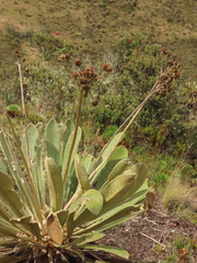 Espeletia rabanalensis