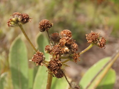 Espeletia rabanalensis