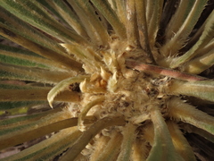 Espeletia rabanalensis