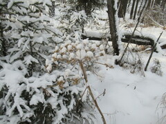Pleurospermum uralense