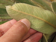 Espeletia rabanalensis