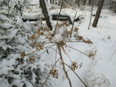 Pleurospermum uralense