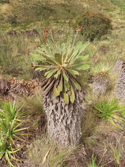 Espeletia rabanalensis