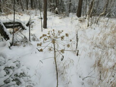 Pleurospermum uralense