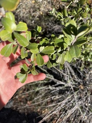 Ceanothus megacarpus