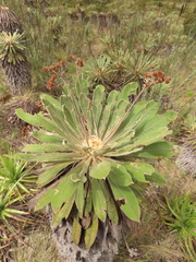 Espeletia rabanalensis