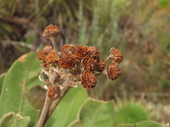 Espeletia rabanalensis