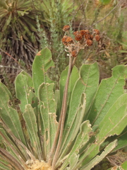 Espeletia rabanalensis