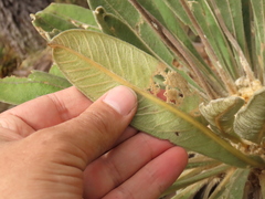 Espeletia rabanalensis