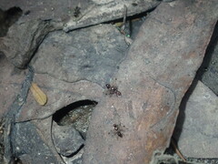 Parapalaeosepsis plebeia