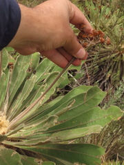 Espeletia rabanalensis