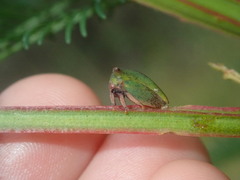 Sextius virescens