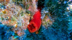 Halocynthia papillosa