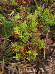Hypericum juniperinum