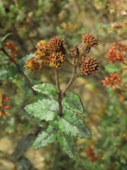 Scrobicaria ilicifolia