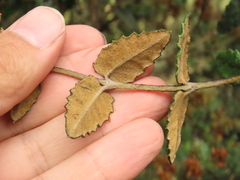 Scrobicaria ilicifolia