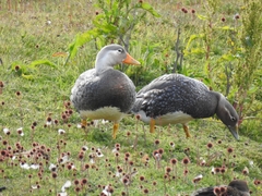 Tachyeres patachonicus