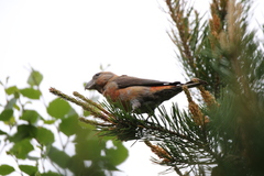 Loxia pytyopsittacus
