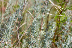 Artemisia dracunculus glauca
