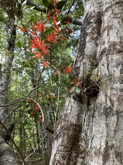 Peraxilla tetrapetala