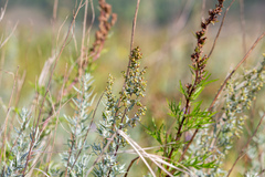 Artemisia dracunculus glauca