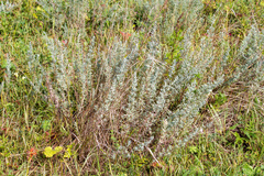 Artemisia dracunculus glauca