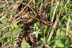 Poecilimon intermedius