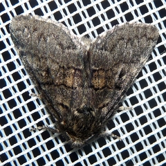 Gluphisia crenata