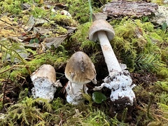 Amanita constricta