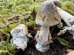 Amanita constricta