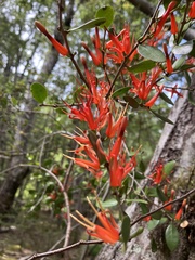 Peraxilla tetrapetala