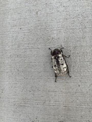 Dermolepida albohirtum