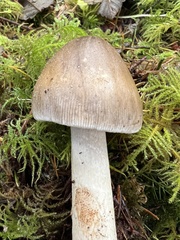 Amanita constricta