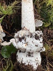 Amanita constricta