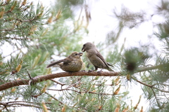 Loxia pytyopsittacus
