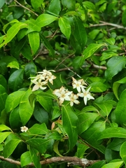 Backhousia myrtifolia