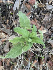 Salvia spathacea